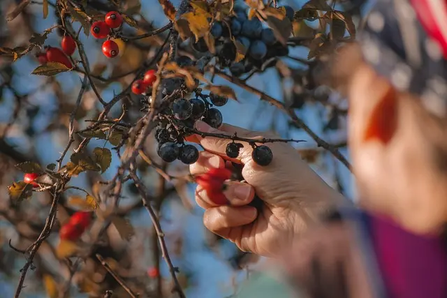 Guide d'achat du meilleur matériel de récolte de fruits rouges
