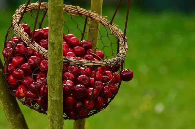 Guide d'achat : Systèmes de récolte de fruits