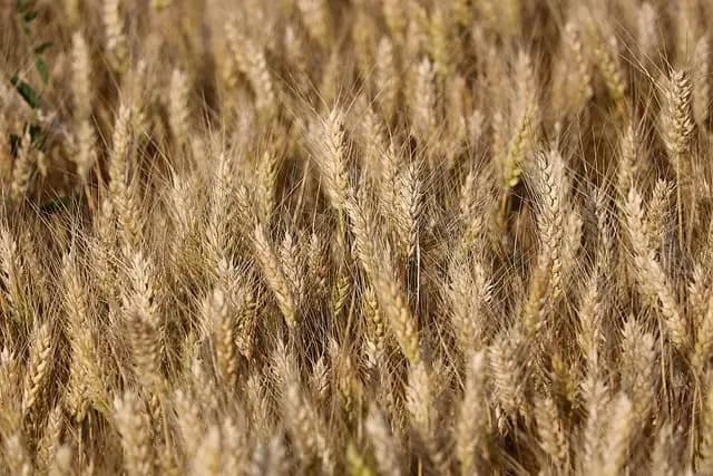 Choisir le meilleur matériel de récolte de céréales