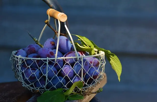 Guide d'achat : Meilleur matériel de récolte de fruits